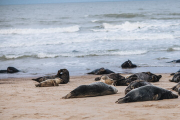seals on the beach