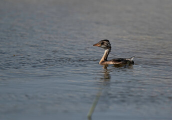 Closeup of Juvenile Little grebe in Buhair lake, Bahrain