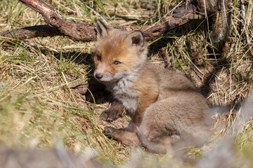 Red fox cubs in a new world at nature