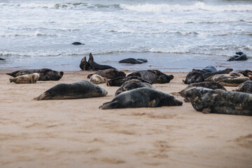Fototapeta premium sea lions at the beach