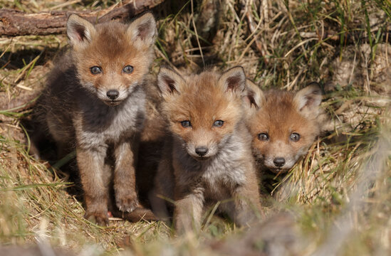 Red fox cubs in a new world at nature
