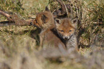Fototapeta na wymiar Red fox cubs in nature