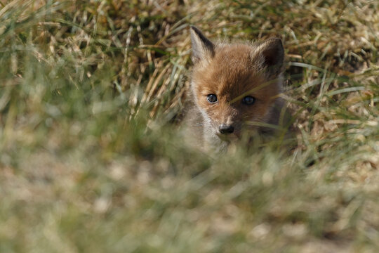 Red fox cubs in nature