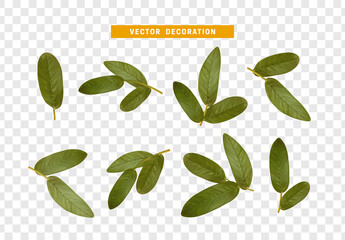 Leaves from the tree. set of realistic simple petals and leaves. Vector illustration