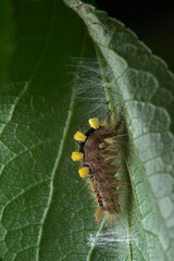 The Vapourer or rusty tussock moth caterpillar begins weaving a cocoon.