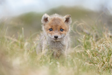 Red fox cubs in nature