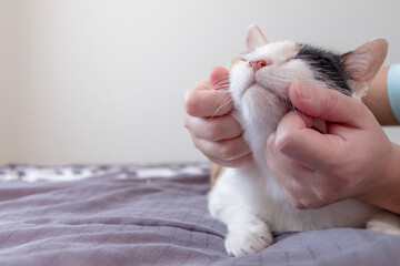 The person's hand is scratching the chin for the cat. The cat likes it so much that they close their eyes with pleasure.