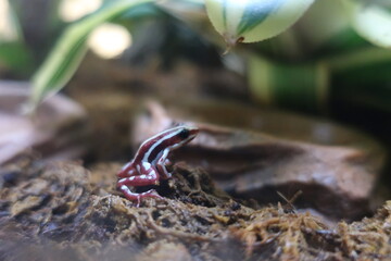 Tiny frog in habitat
