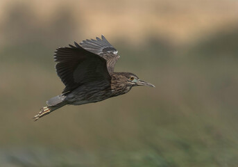 Black-crowned Night Heron in flight, Bahrain