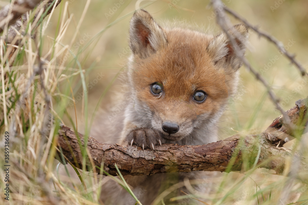 Wall mural Red fox cubs in nature