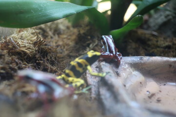 Tiny frog in habitat