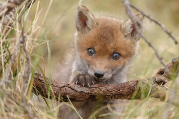 Red fox cubs in nature