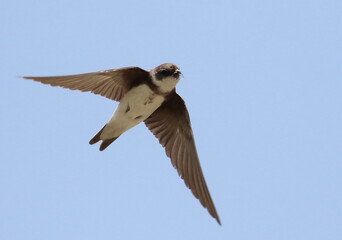Swallow Sand Martin with prey in flight, riparia riparia