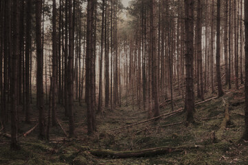 Fototapeta premium forest in the morning