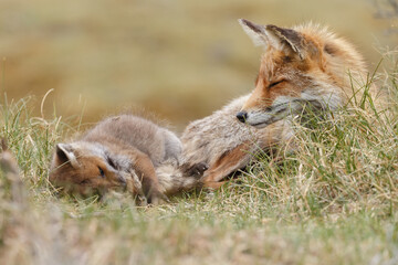 Naklejka na ściany i meble Red fox cubs in nature