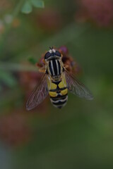 Eine Schwebfliege mit dunkel roten Augen und glänzende Flügel. Auf dem Oberkörper hat es vertikale Streifen in schwarz weiß, auf dem Hinterteil horizontale in gelb und schwarz .  