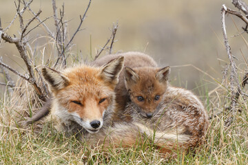 Red fox cubs in nature