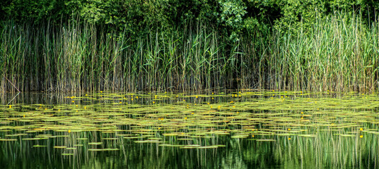 Pond Shore