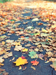 Autumn leaves on the road. Concept of fall and change of seasons. Selective focus.