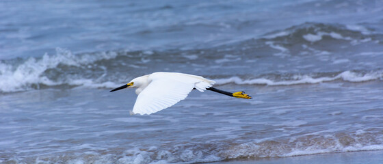 bird at the shore of San Diego