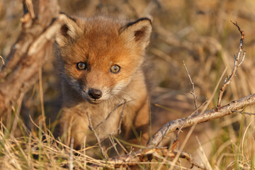 Red fox cubs in nature