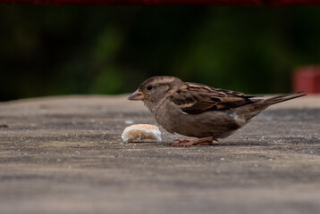 Gorrión comiendo pan