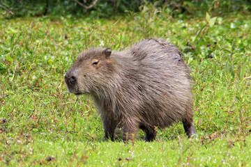 The capybara is about to go sleep