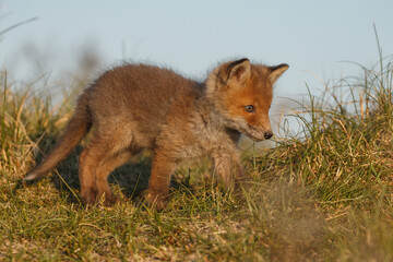 Red cubs in springtime playing in nature