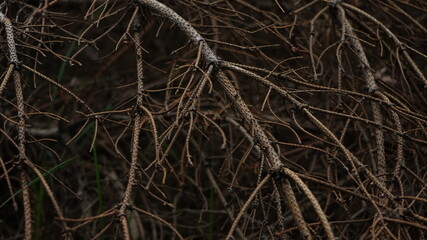 Rough thin woods in the forest
