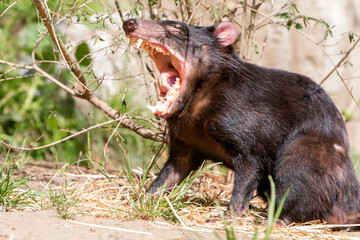Tasmanian Devil (in german 
Beutelteufel) Sarcophilus harrisii