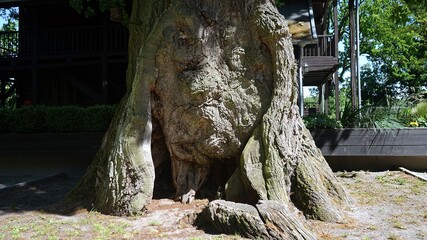 The nature draws on the tree