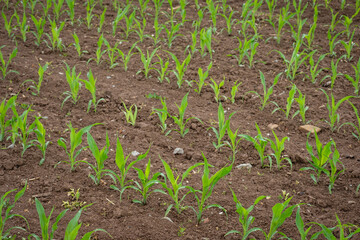 Field with young corn plants