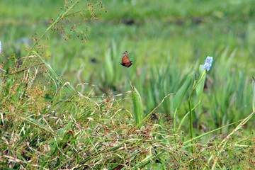 A delicate butterfly in the grass