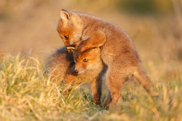 Red cubs in springtime playing in nature