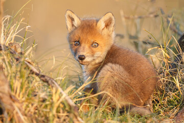 Red cubs in springtime playing in nature