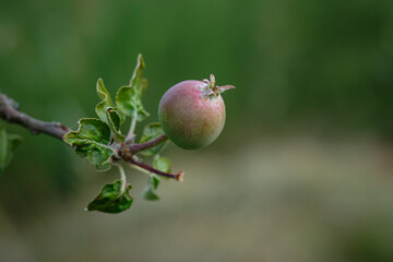 Young red green apple fruit at a tree