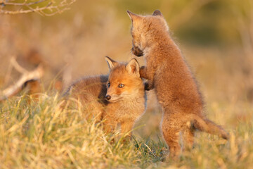 Red cubs in springtime playing in nature