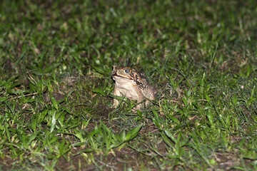 A curious frog in the night