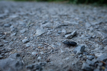 Small stag beetle (Dorcus parallelipipedus)