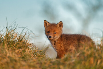 Red cubs in springtime playing in nature