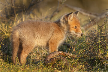 Red cubs in springtime playing in nature