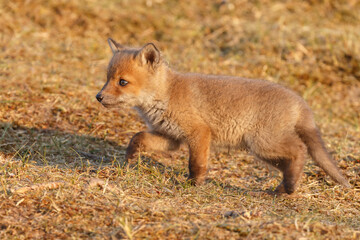 Red cubs in springtime playing in nature