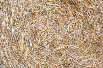 Haystacks close up. The texture of the straw.