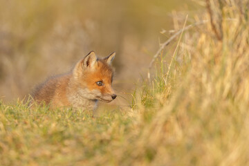 Red cubs in springtime playing in nature
