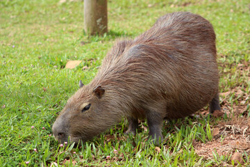 It's a good day to find breakfast in the grass