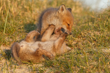Red fox cubs new born in springtime.