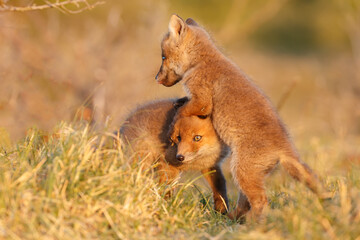 Red fox cubs new born in springtime.