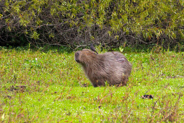 This is a happy morning