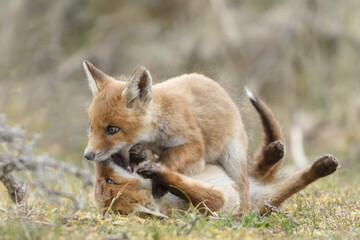 Red fox cubs new born in springtime.