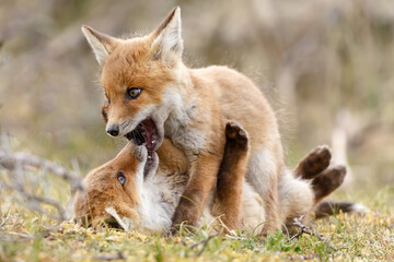 Red fox cubs new born in springtime.